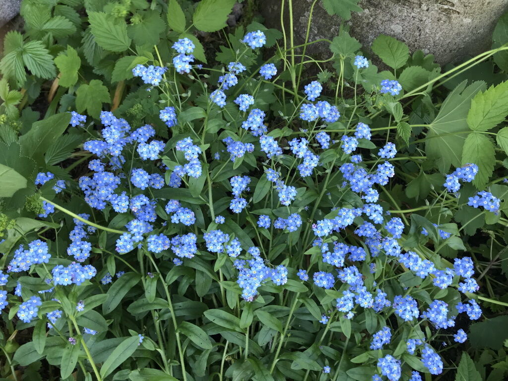 Vergissmeinichtblumen im Lechtal beim Wandern im Frühsommer.