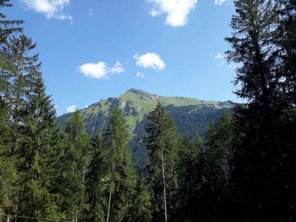 Wandern im Wald bei herrlichem Duft und beruhigendem grün.